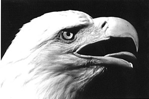 Eagle